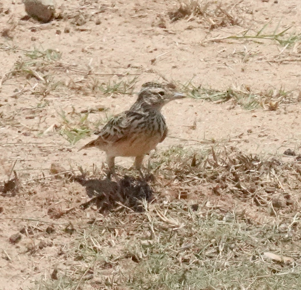 Oriental Skylark - ML646375317