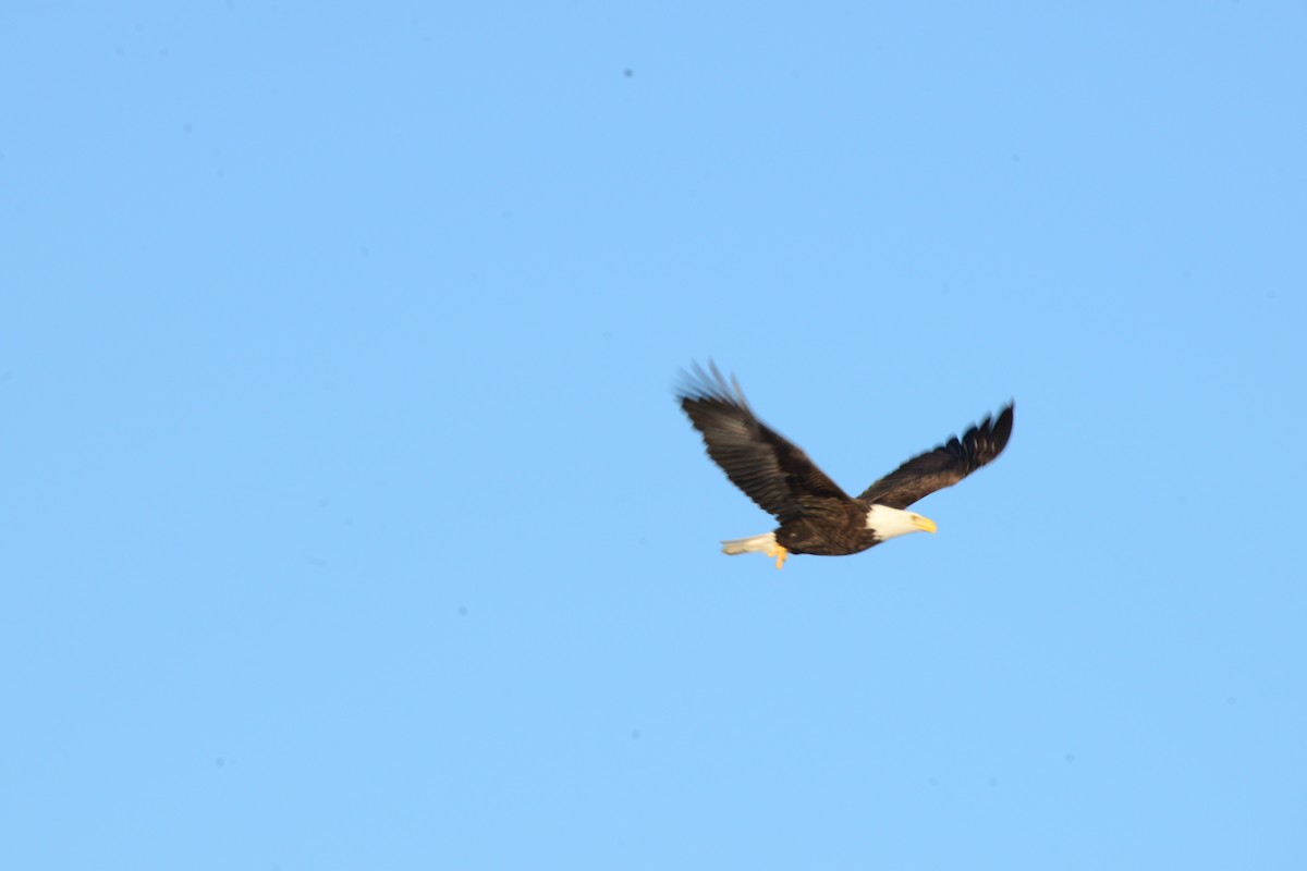 Pygargue à tête blanche - ML646375320