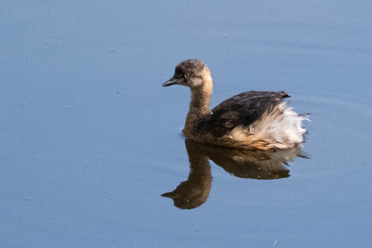 Australasian Grebe - ML646375323