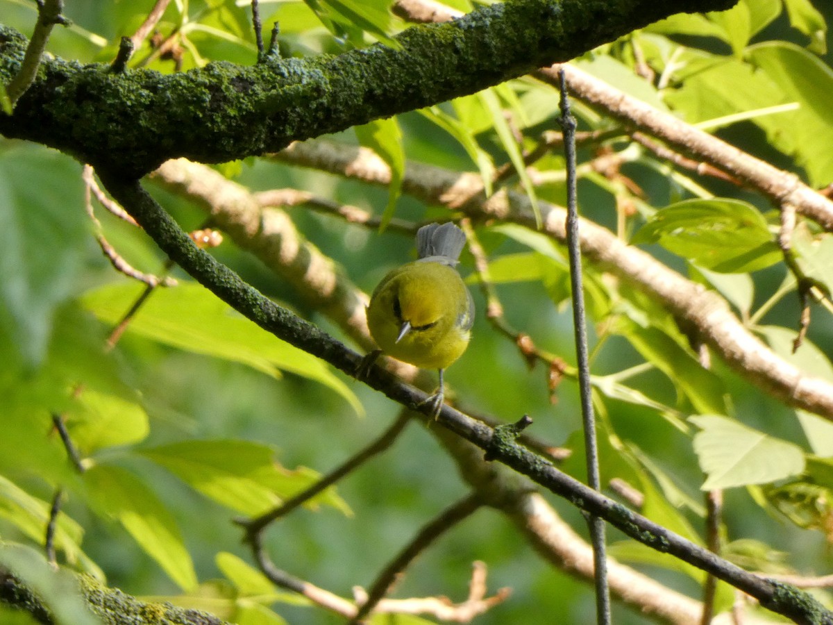 Blue-winged Warbler - ML646375325