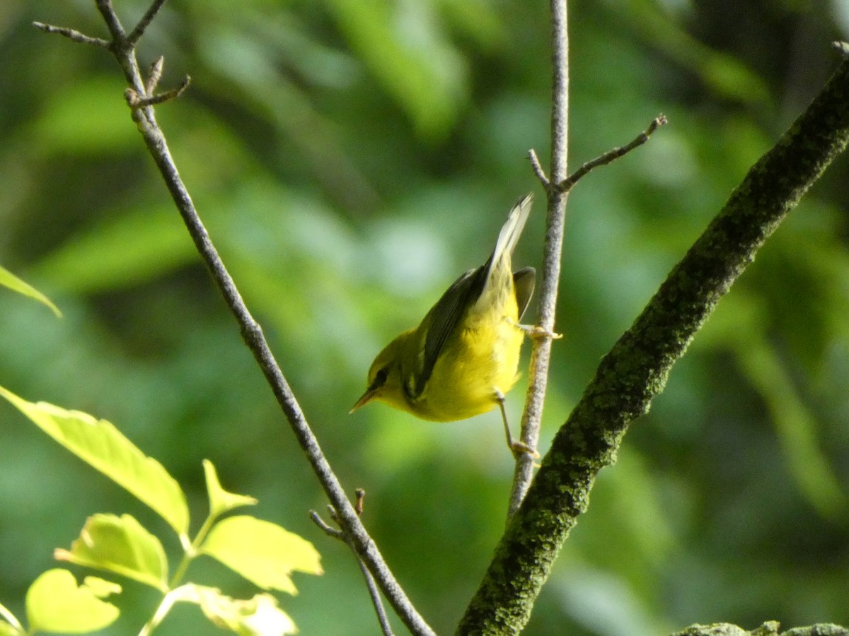 Blue-winged Warbler - ML646375326