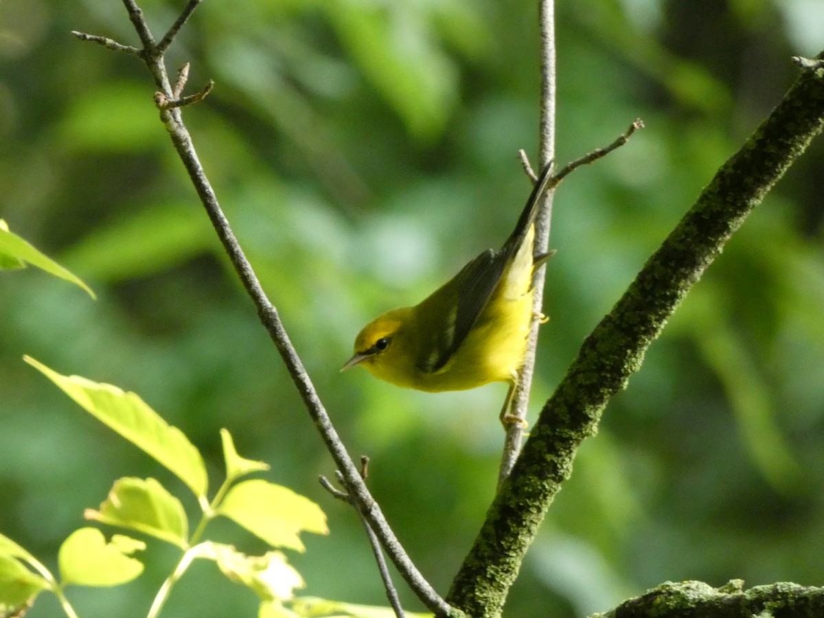 Blue-winged Warbler - ML646375327
