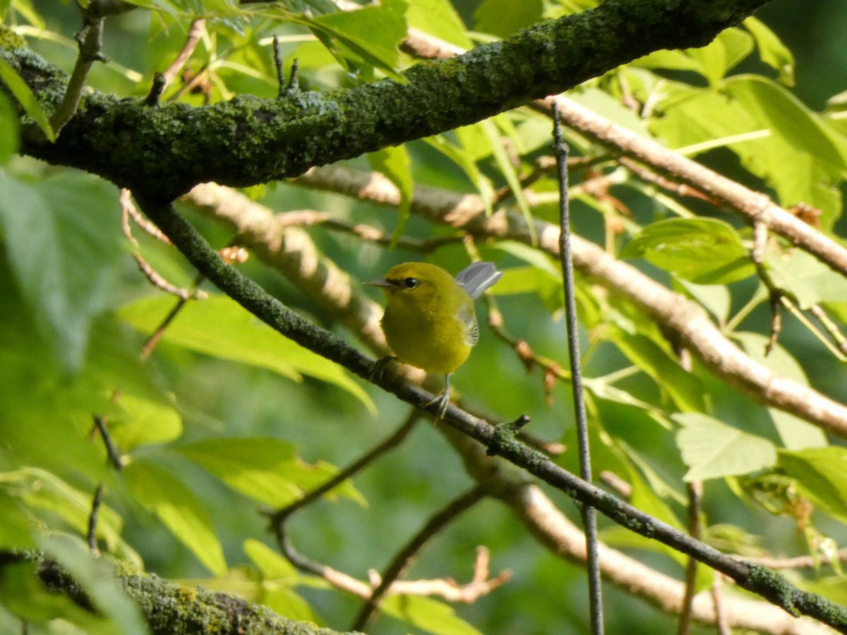 Blue-winged Warbler - ML646375328