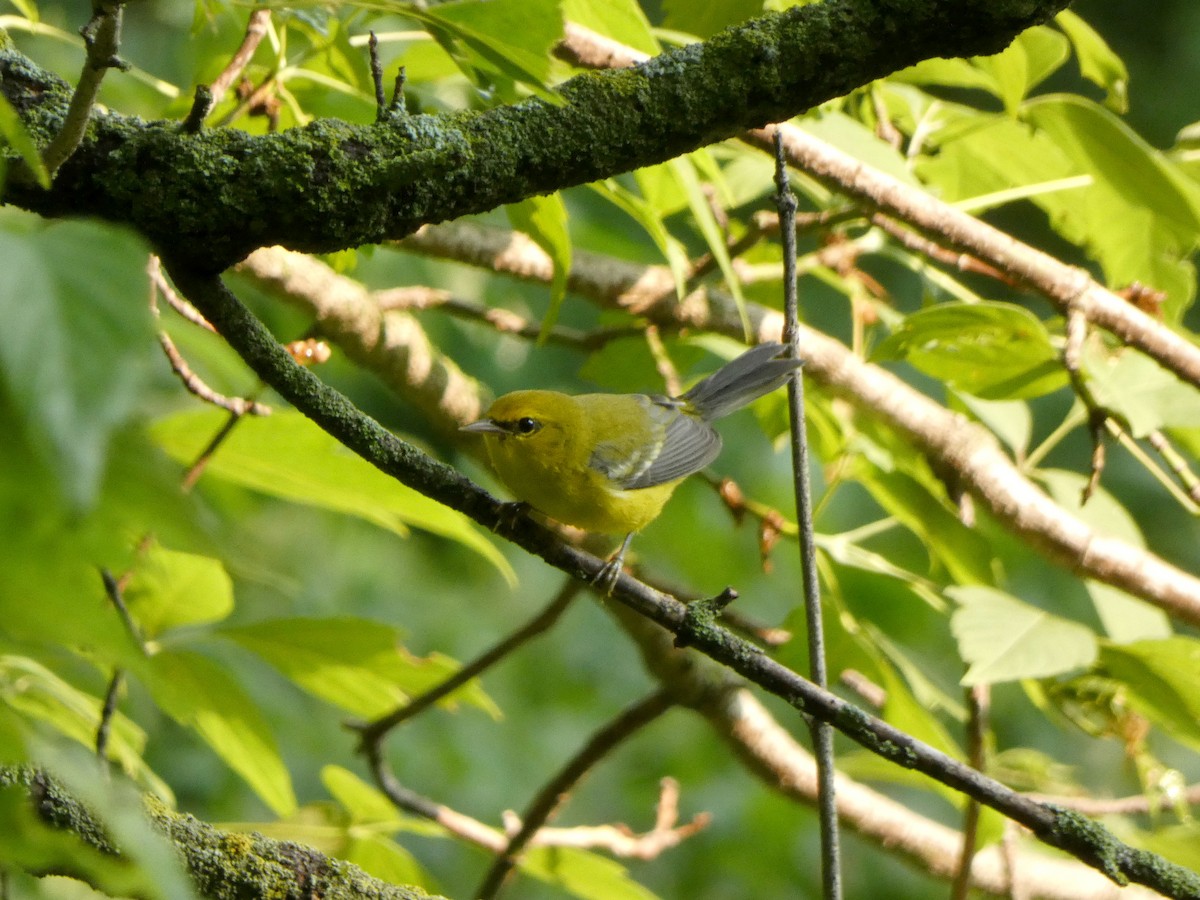 Blue-winged Warbler - ML646375329