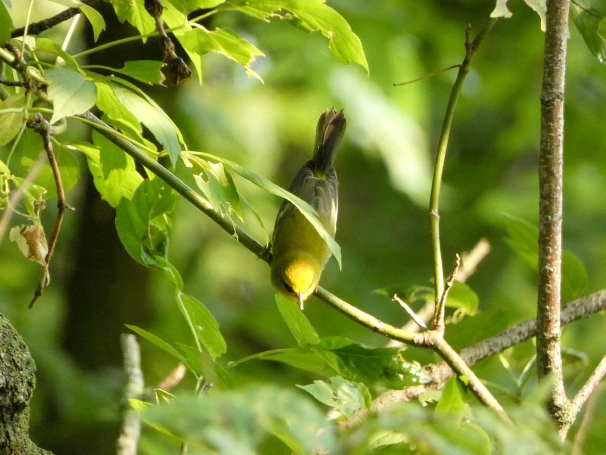 Blue-winged Warbler - ML646375330