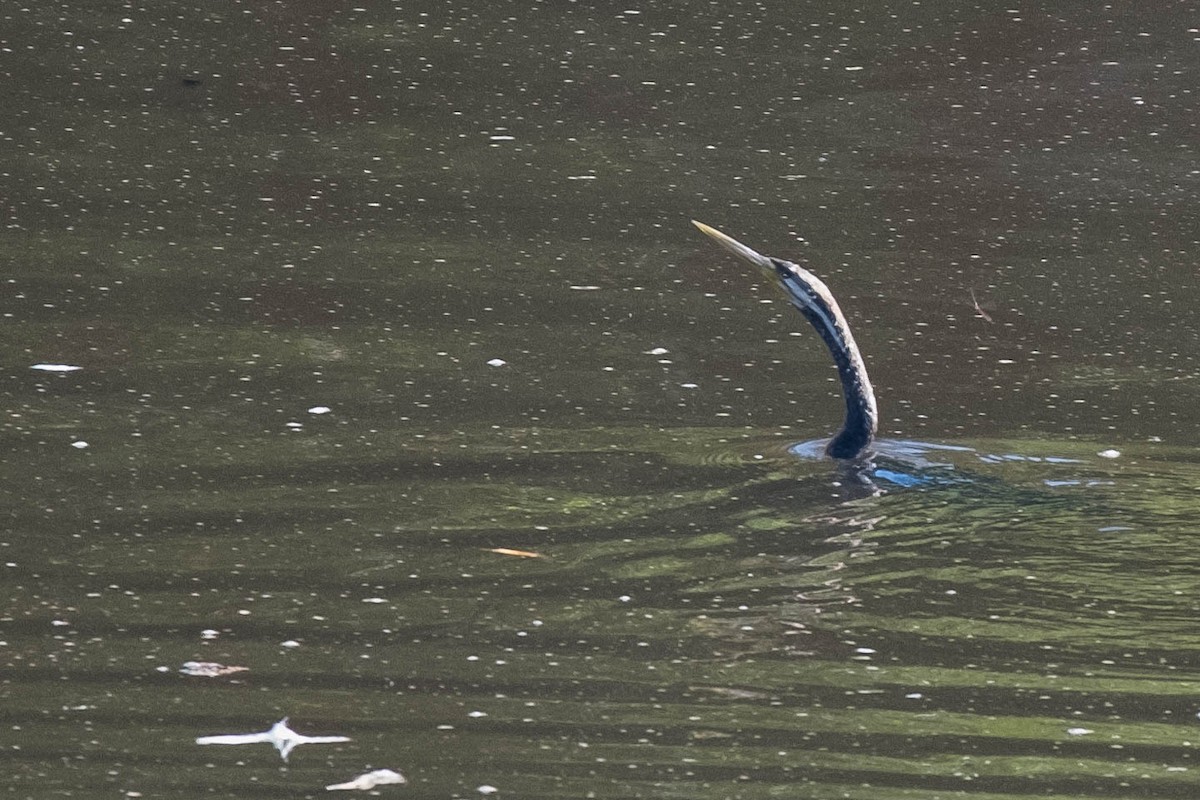 Australasian Darter - ML646375331