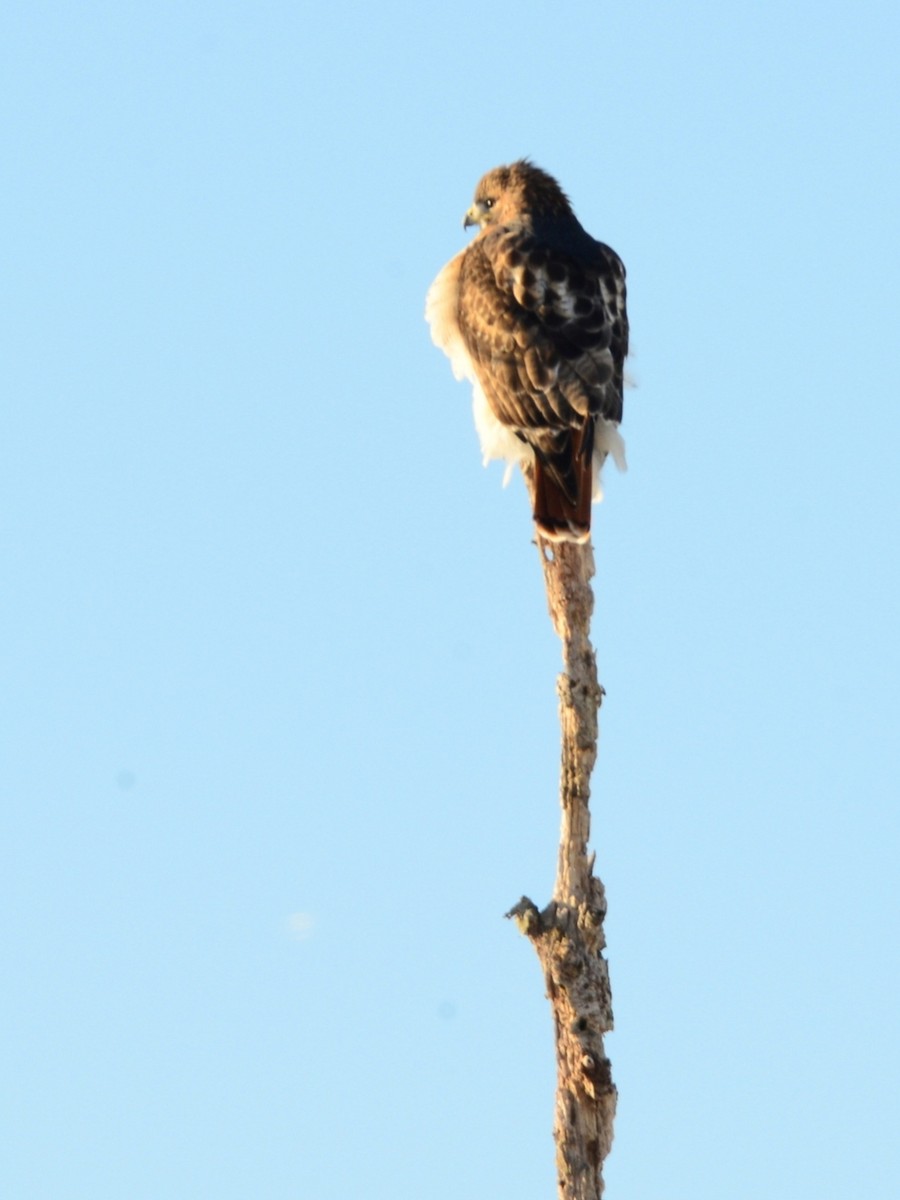 Red-tailed Hawk - ML646375334
