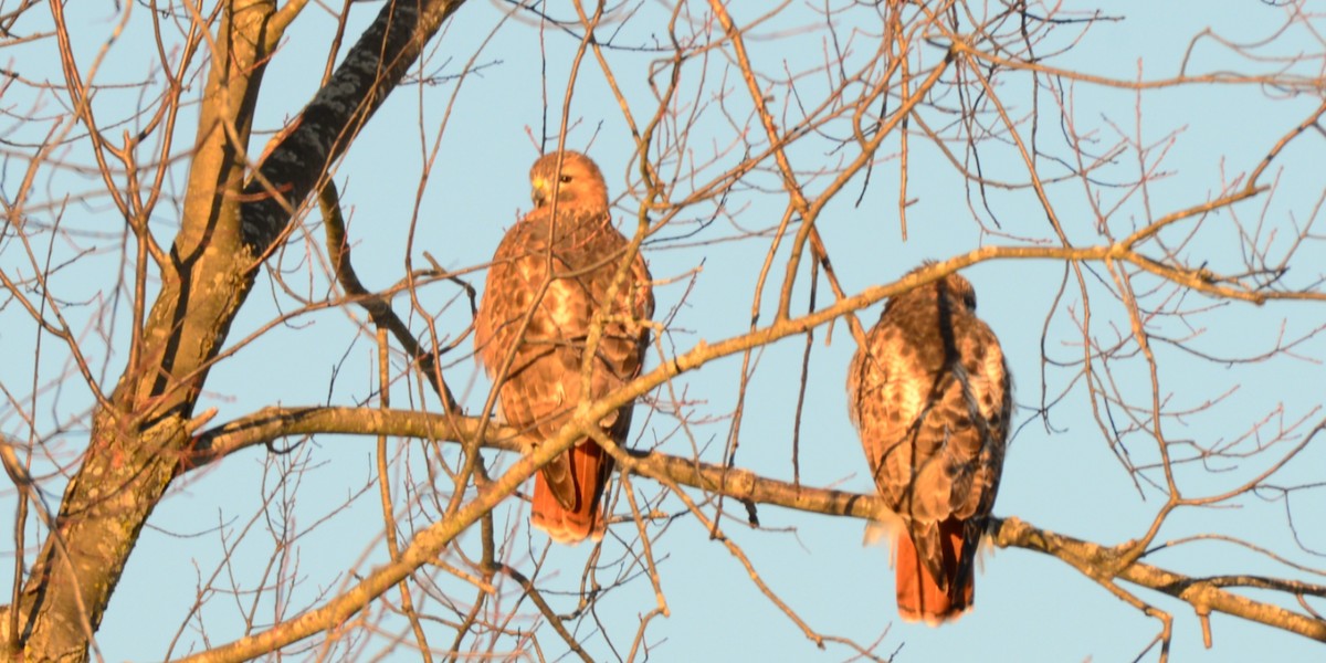 Red-tailed Hawk - ML646375335