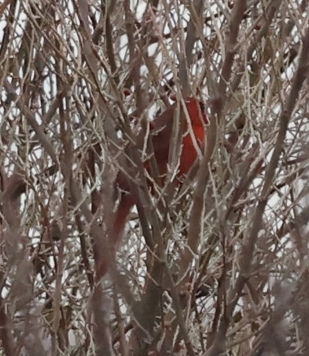 Northern Cardinal - ML646375336