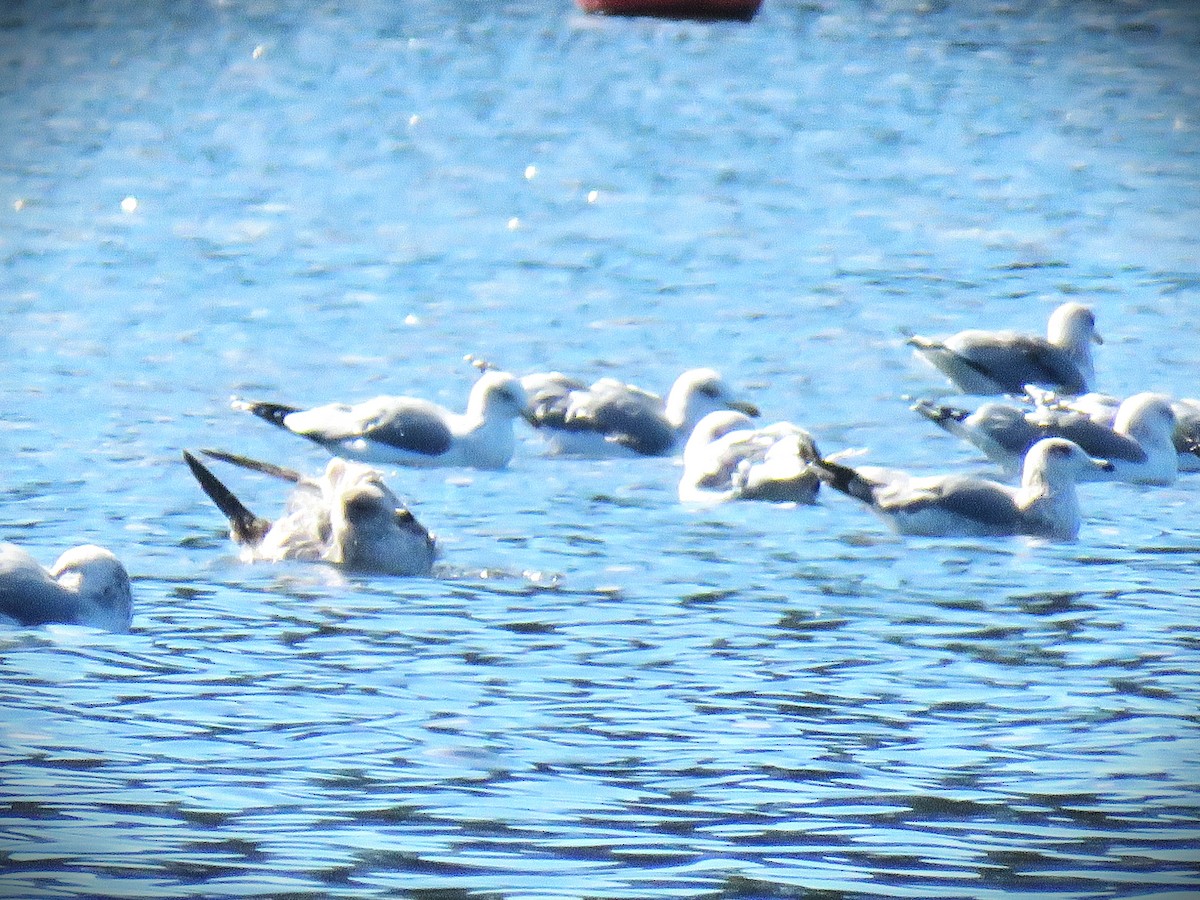 California Gull - ML646375337