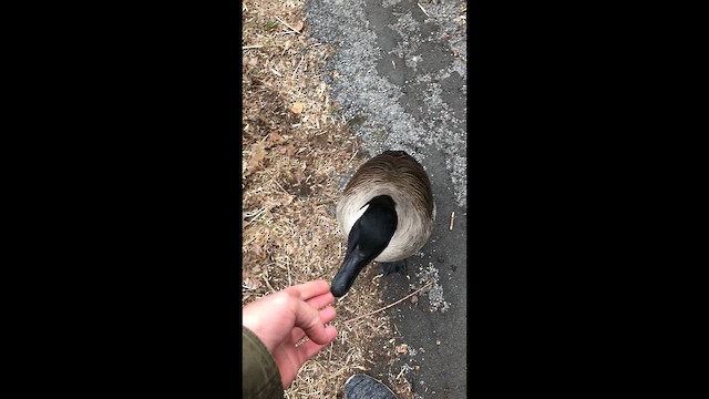 Barnacla Canadiense Grande - ML646375339