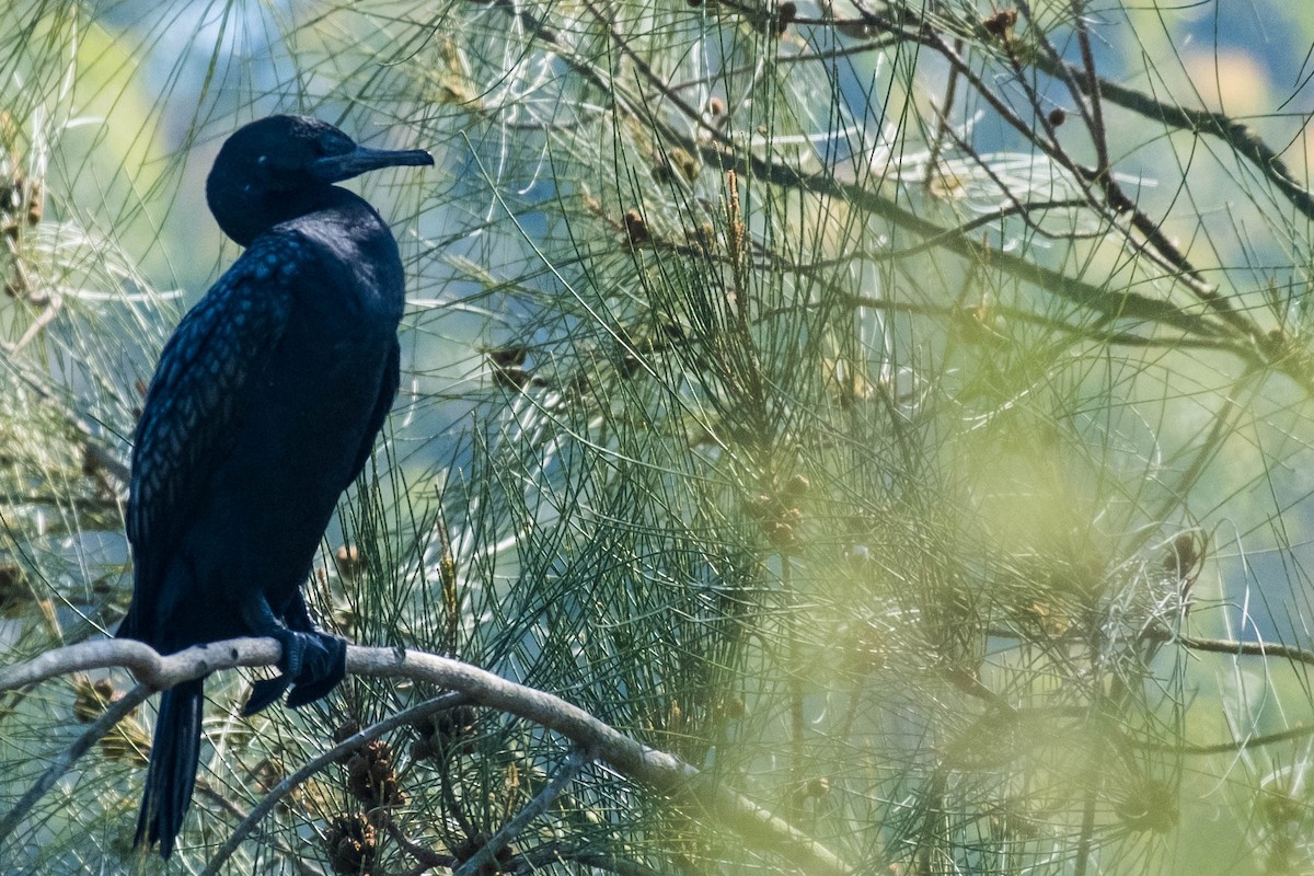 Little Black Cormorant - ML646375341