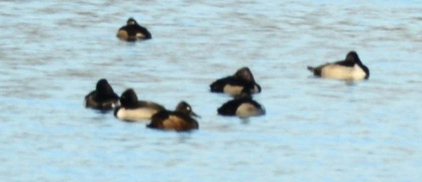 Ring-necked Duck - ML646375342