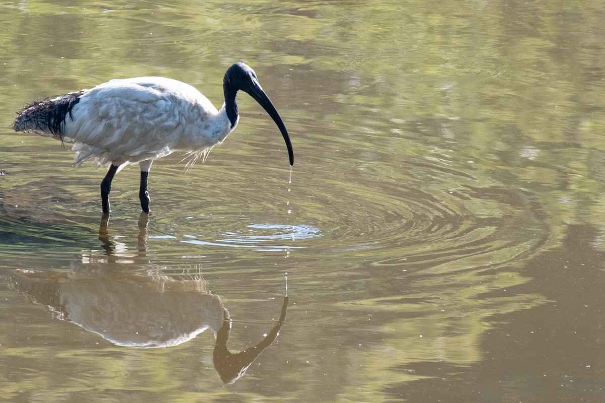 Australian Ibis - ML646375347