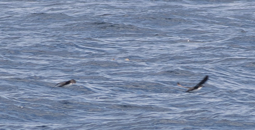 Scripps's Murrelet - ML646375348