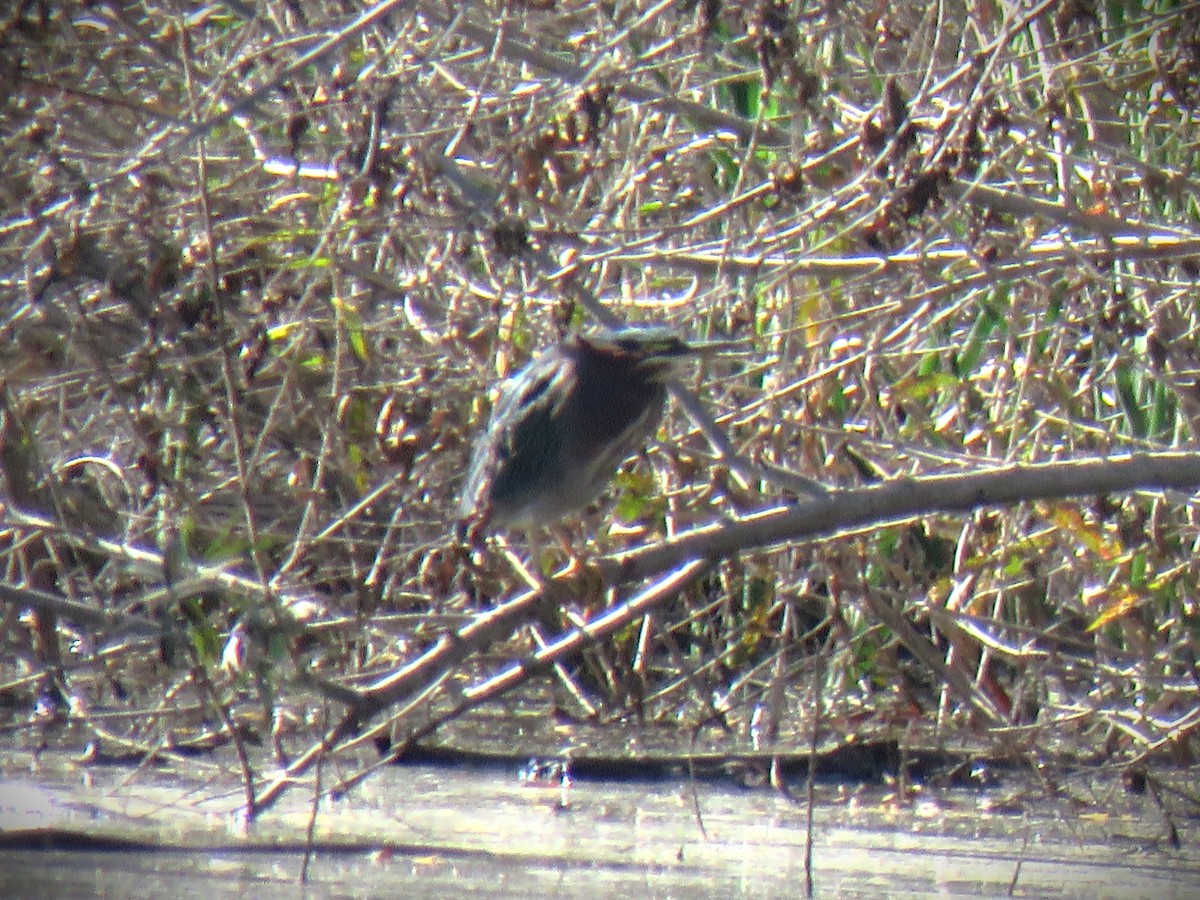 Green Heron - ML646375354