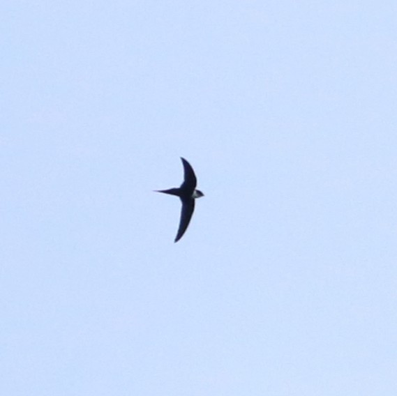 Lesser Swallow-tailed Swift - ML646375355