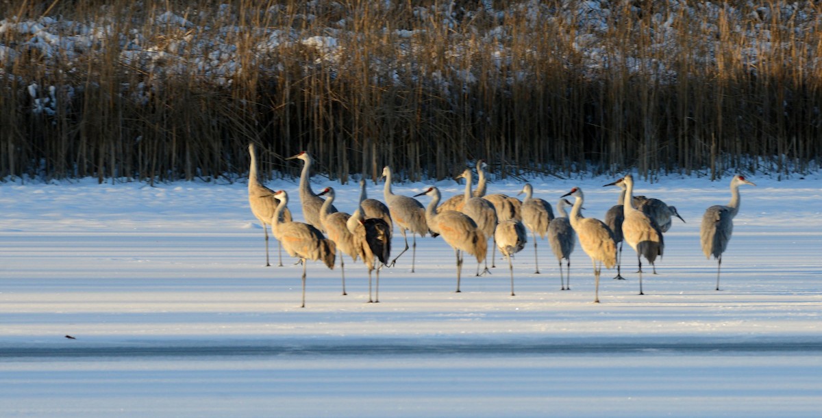 Sandhill Crane - ML646375357