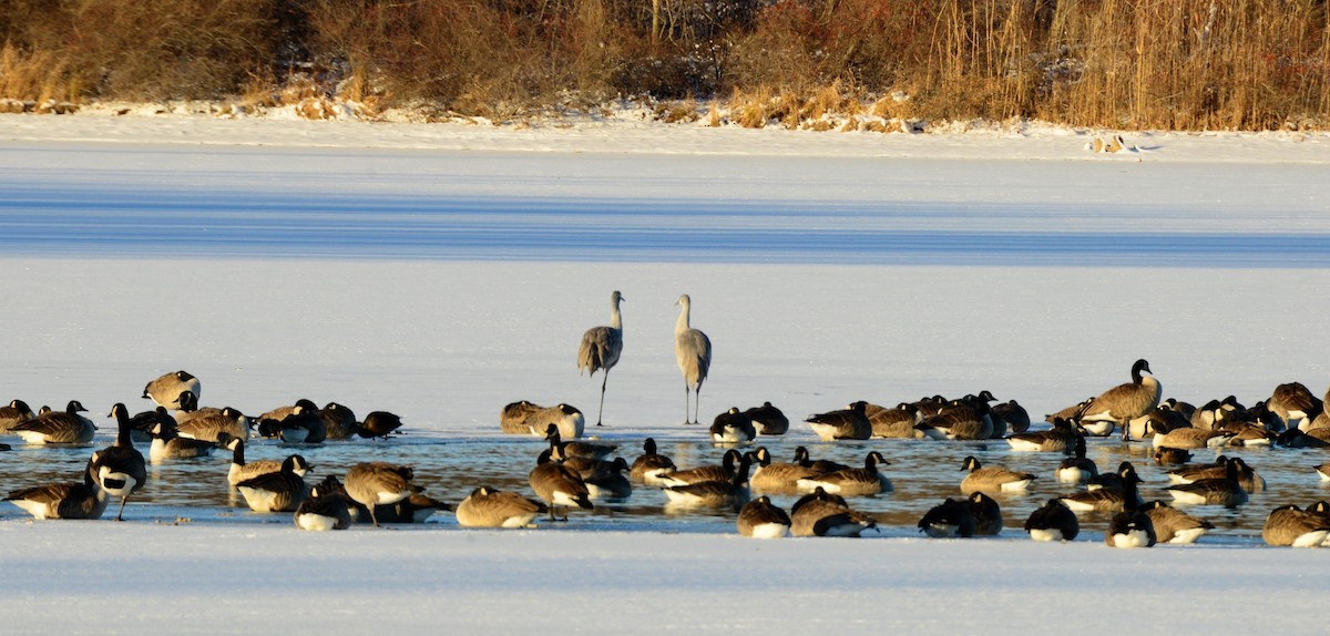Sandhill Crane - ML646375358
