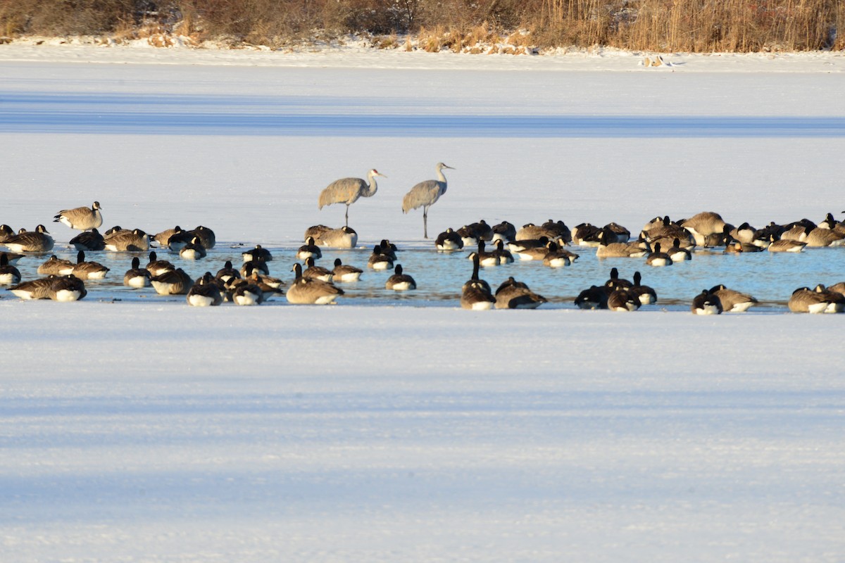 Sandhill Crane - ML646375359
