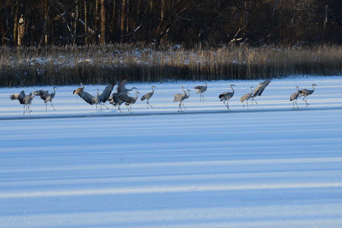Sandhill Crane - ML646375360