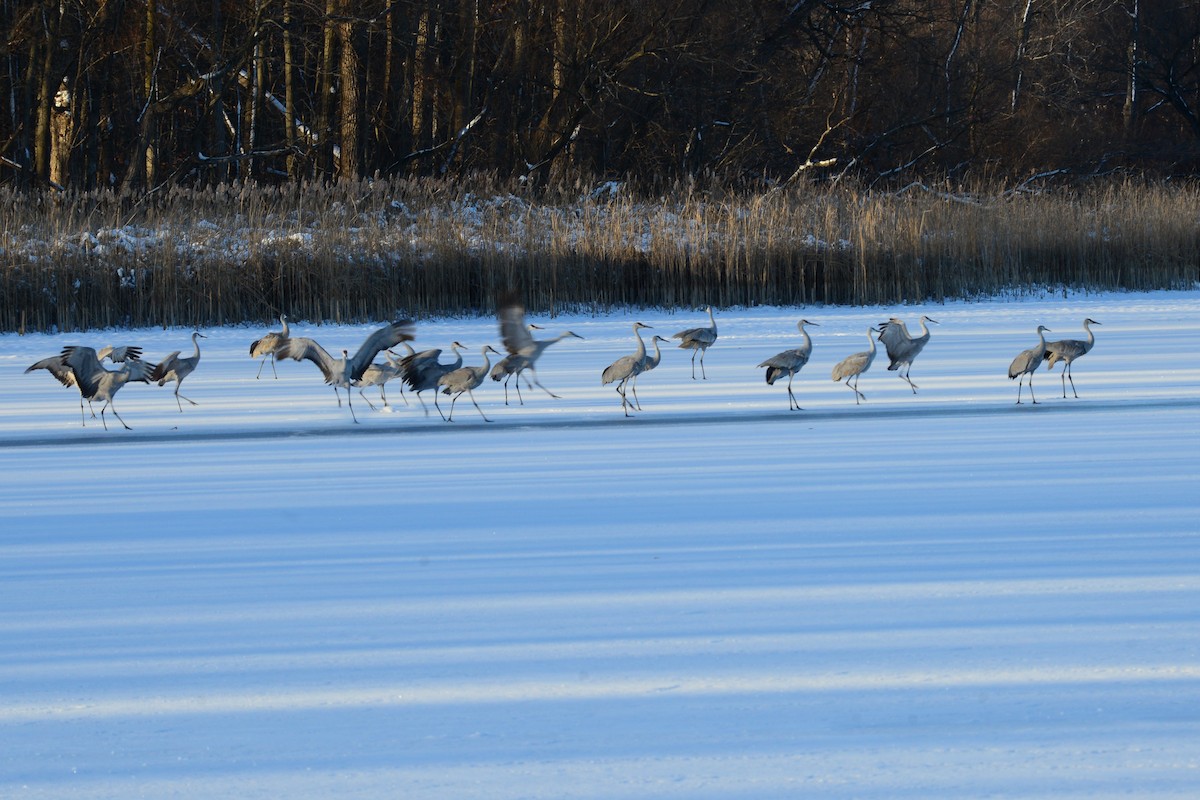 Sandhill Crane - ML646375361