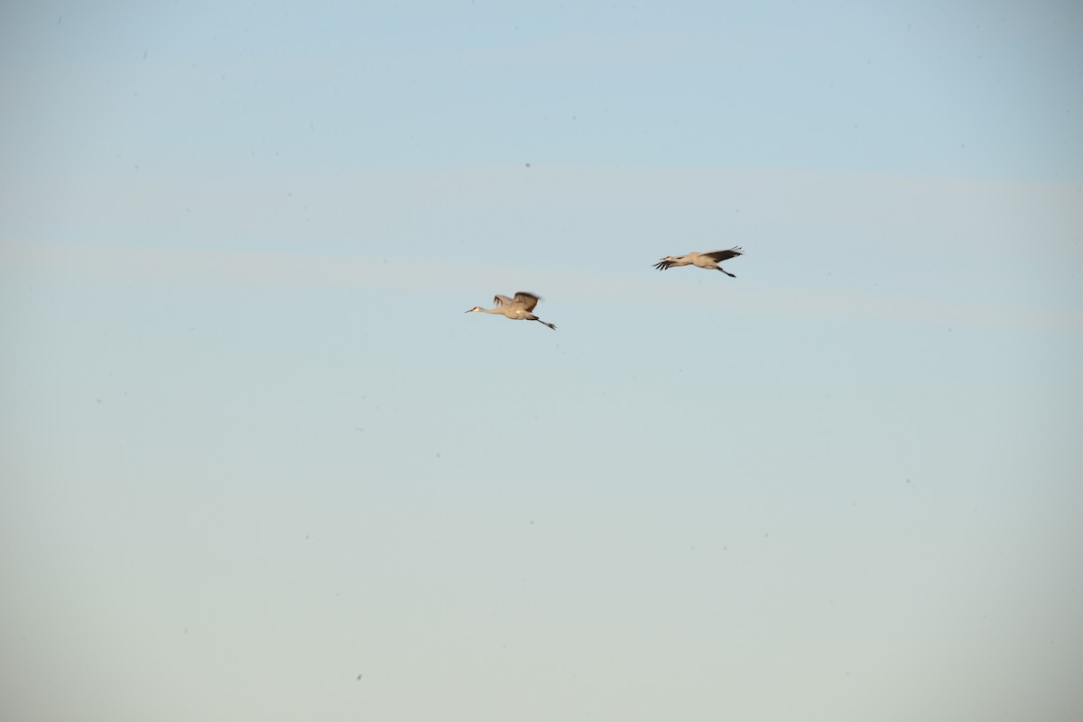 Sandhill Crane - ML646375362