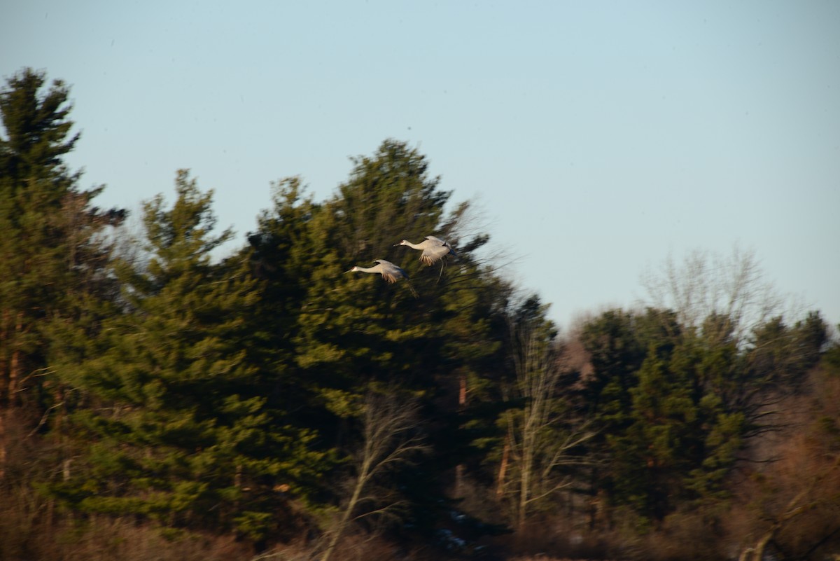 Sandhill Crane - ML646375363