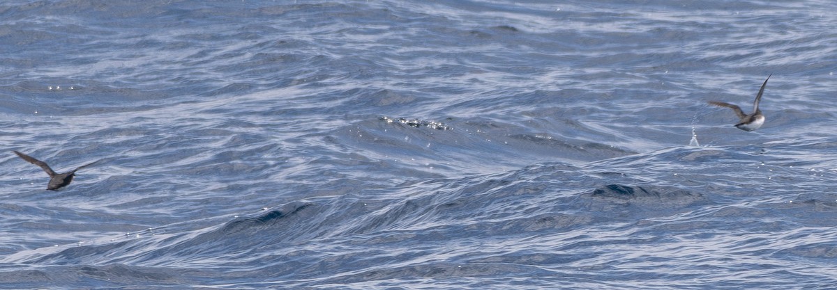 Scripps's Murrelet - ML646375365