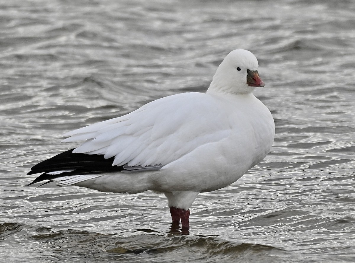 Ross's Goose - ML646375367