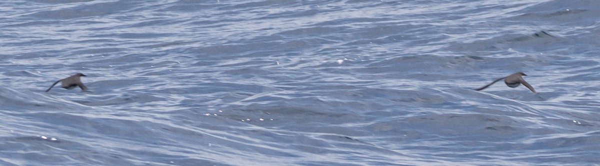 Scripps's Murrelet - ML646375368