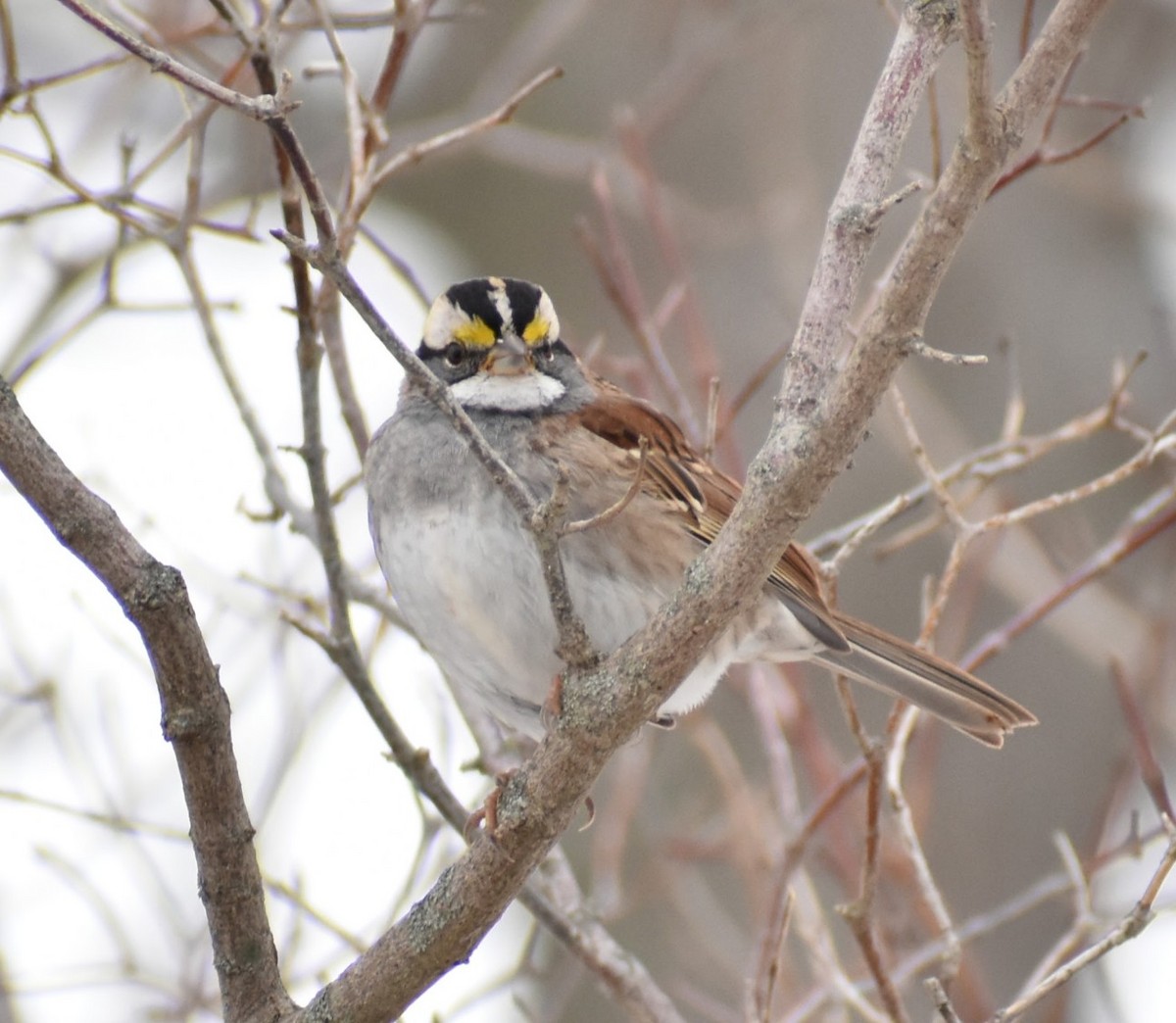 White-throated Sparrow - ML646375369