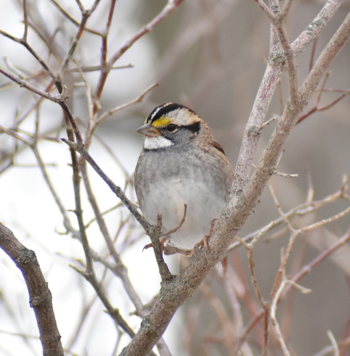 White-throated Sparrow - ML646375370