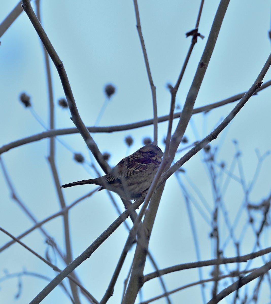 White-throated Sparrow - ML646375371