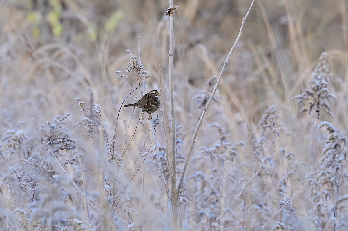 White-throated Sparrow - ML646375372