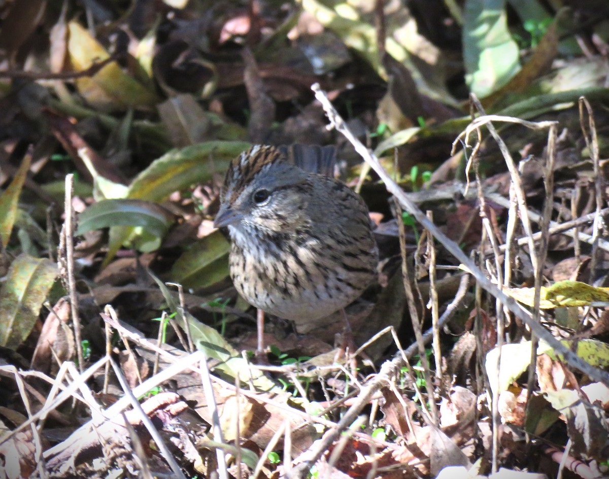 Lincoln's Sparrow - ML646375373
