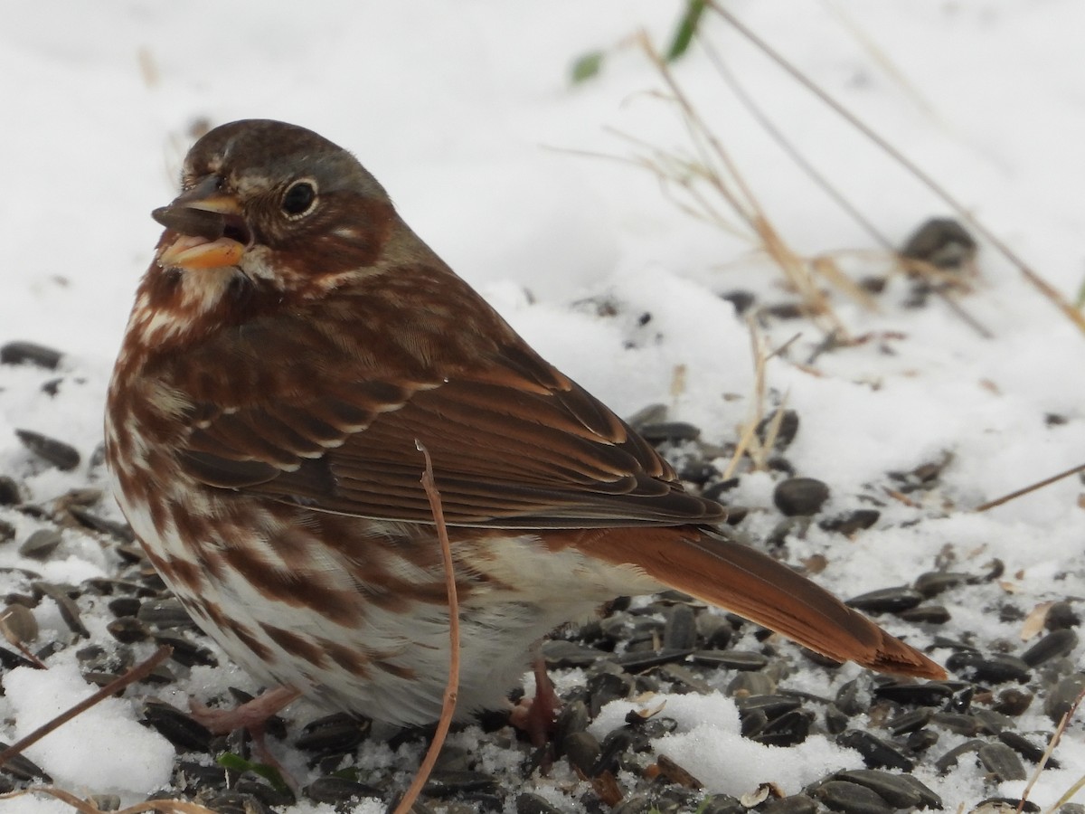 Fox Sparrow - ML646375374