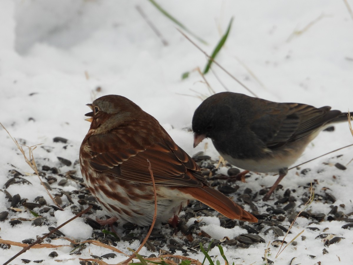 Fox Sparrow - ML646375375