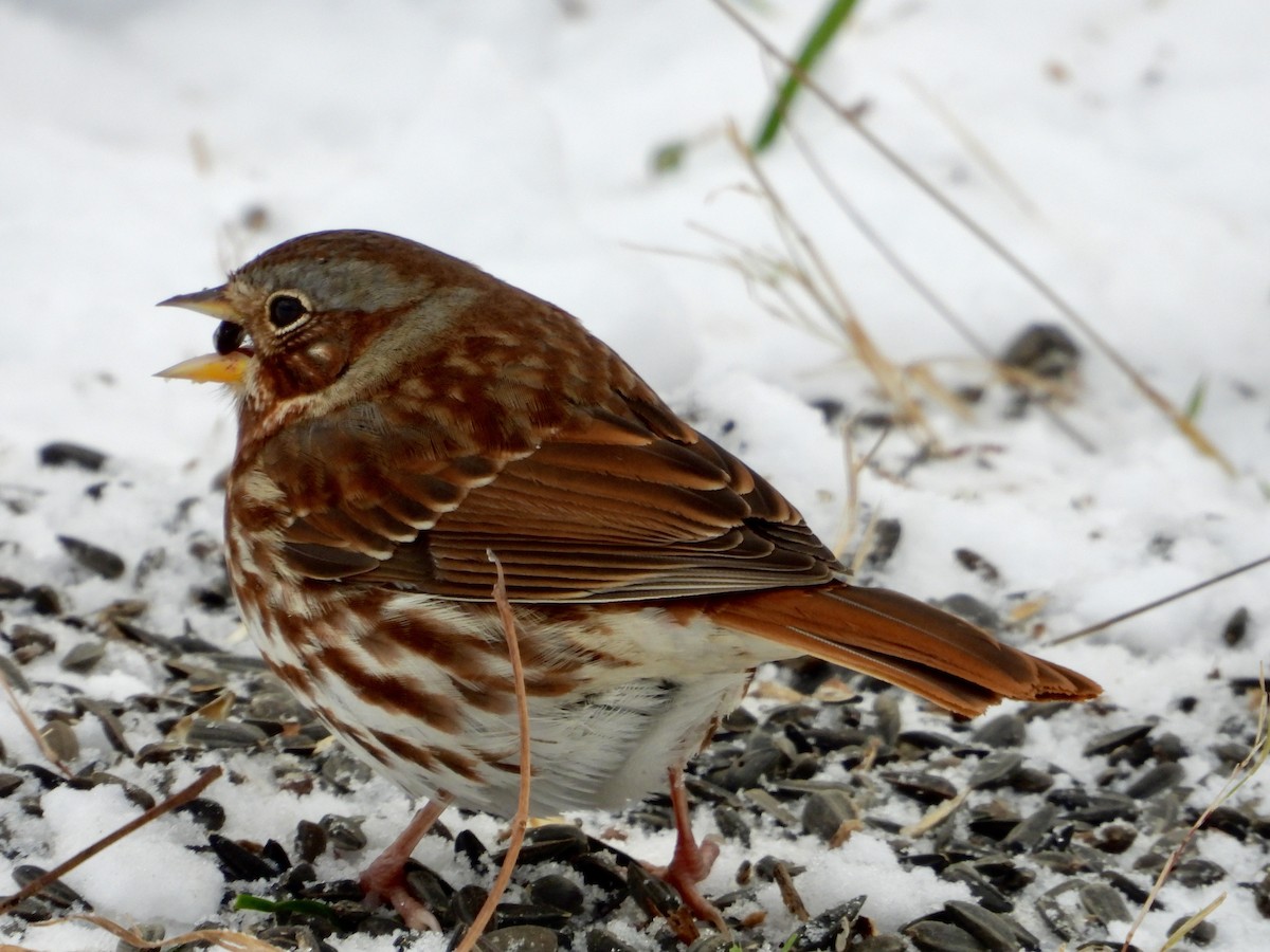 Fox Sparrow - ML646375376