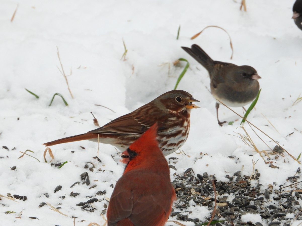 Fox Sparrow - ML646375377
