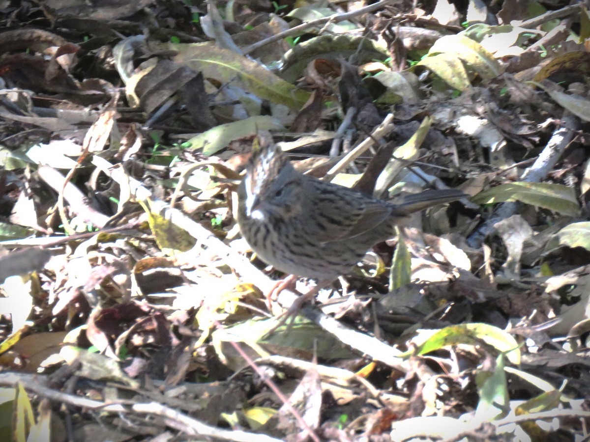 Lincoln's Sparrow - ML646375378