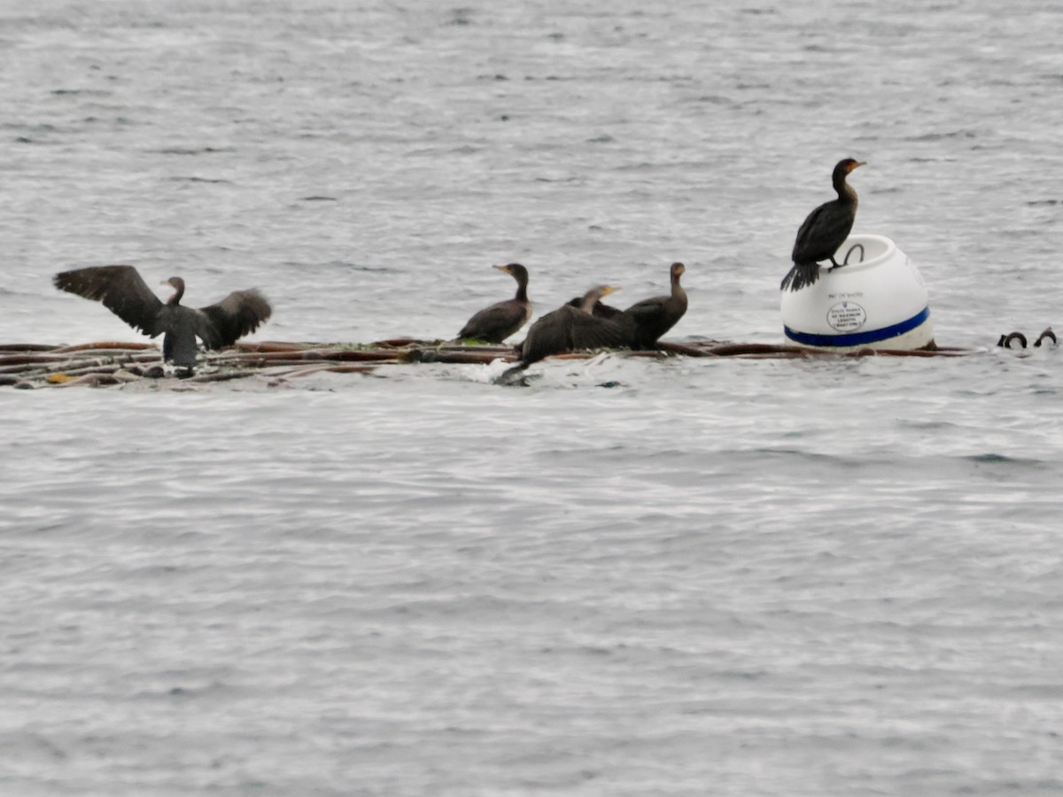 Double-crested Cormorant - ML646375380