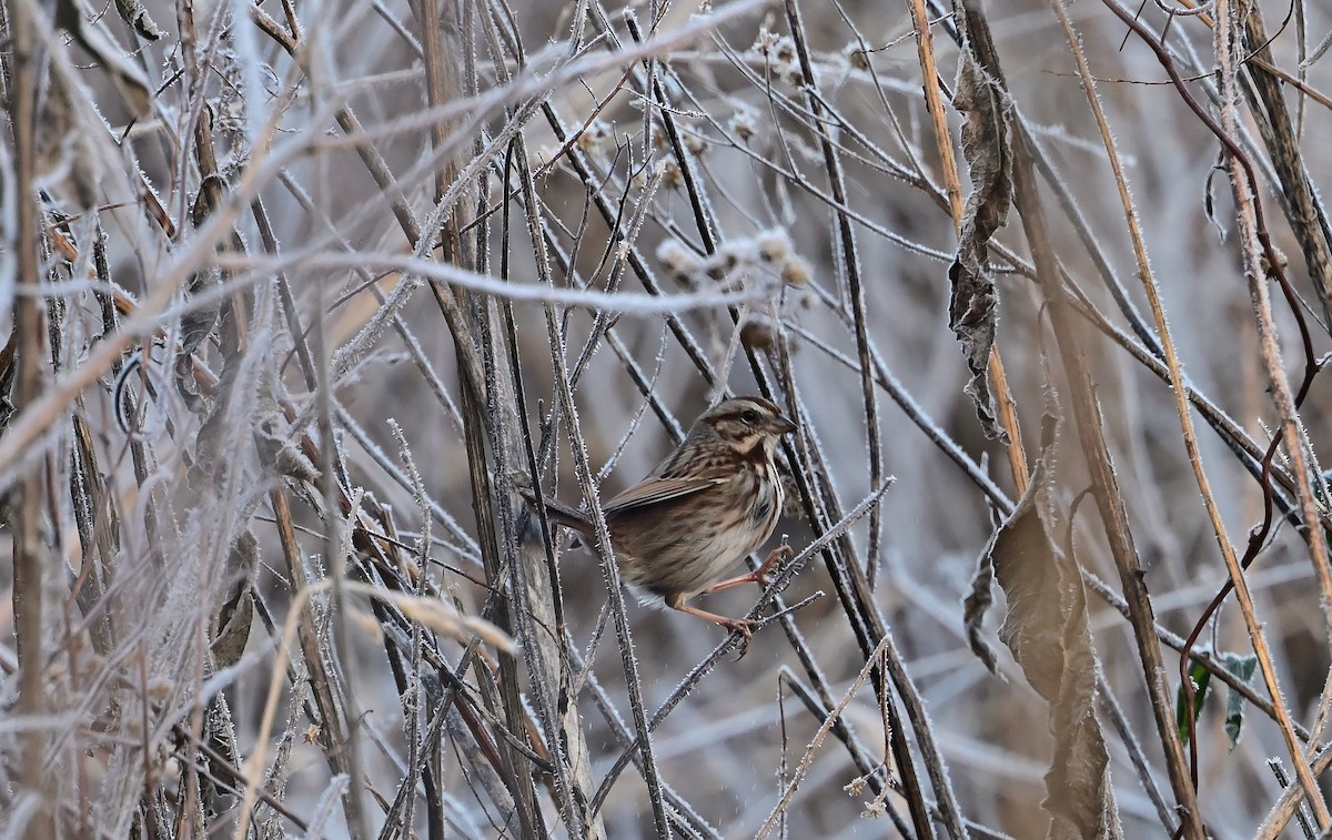 Song Sparrow - ML646375381