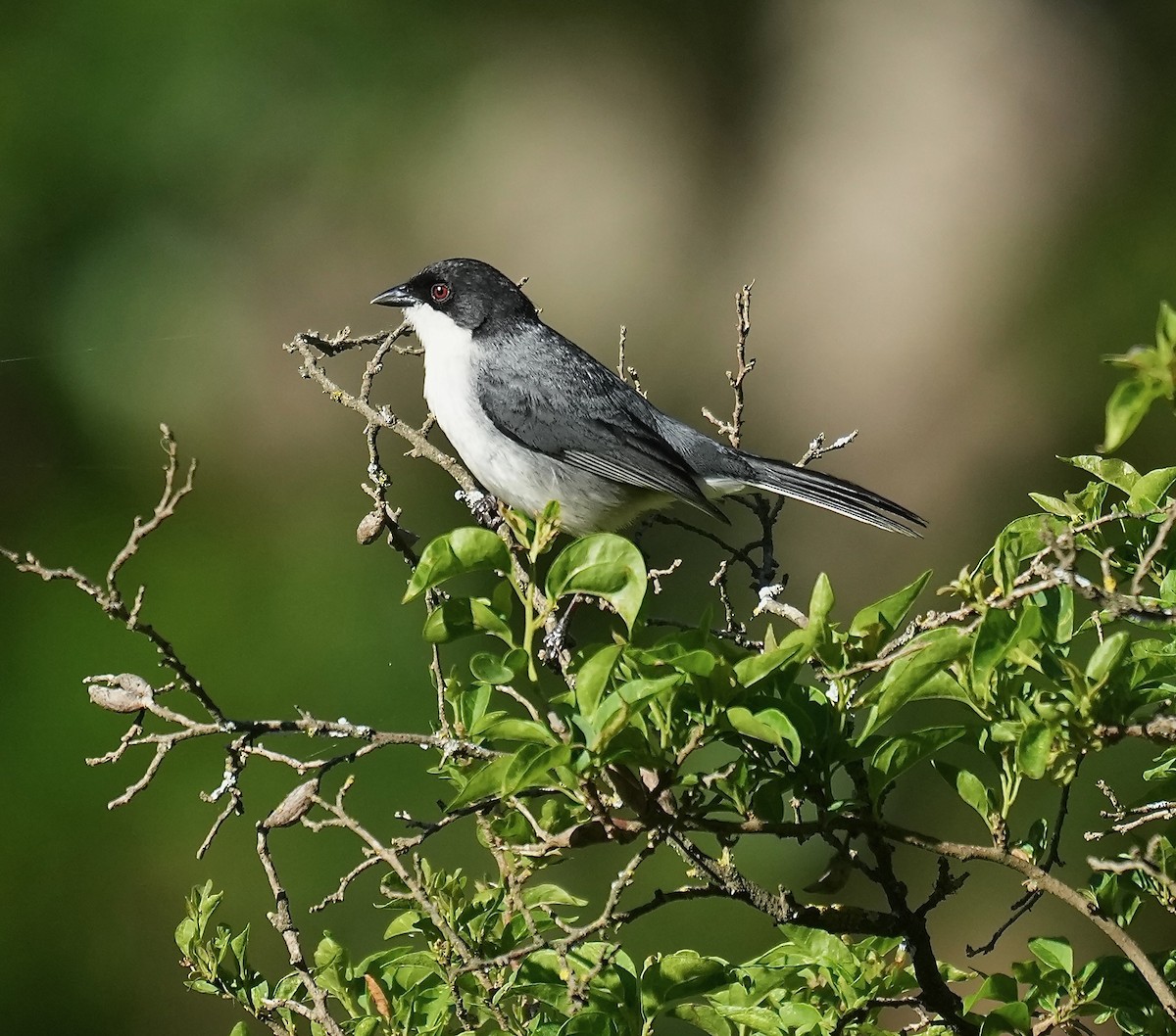 Black-capped Warbling Finch - ML646375392