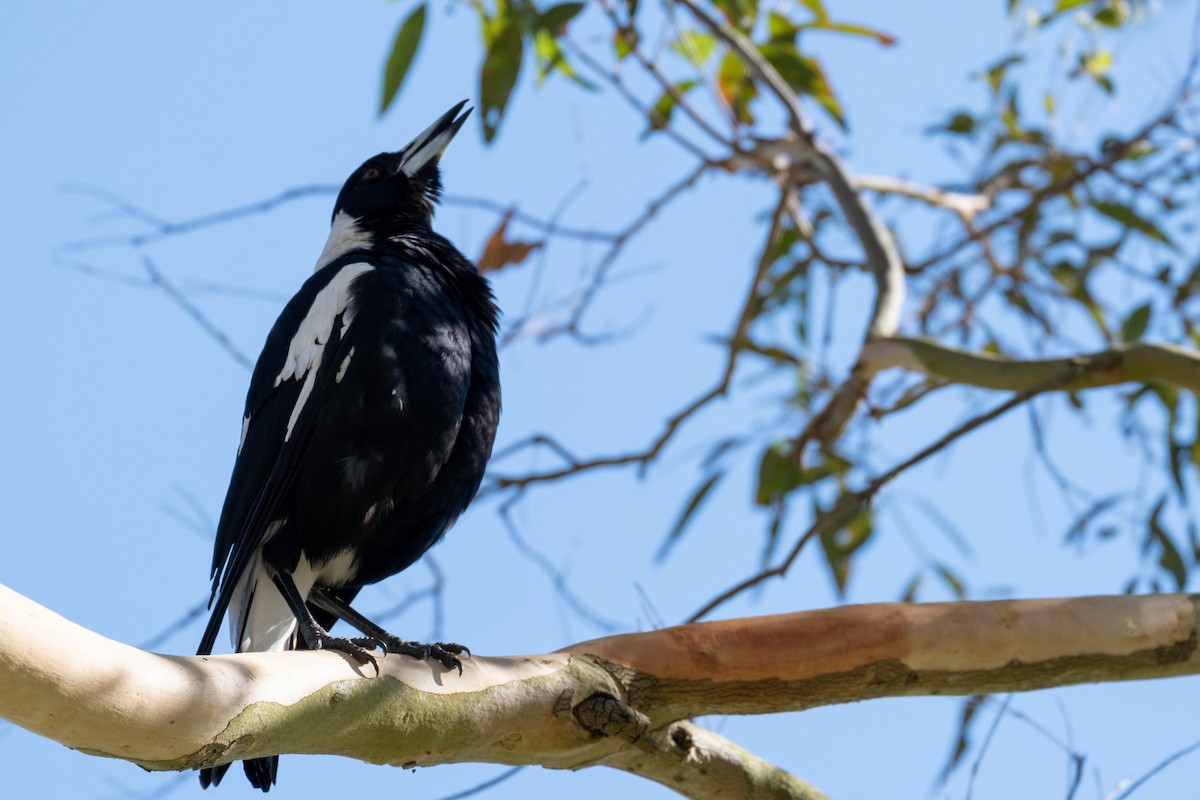 Australian Magpie - ML646375395