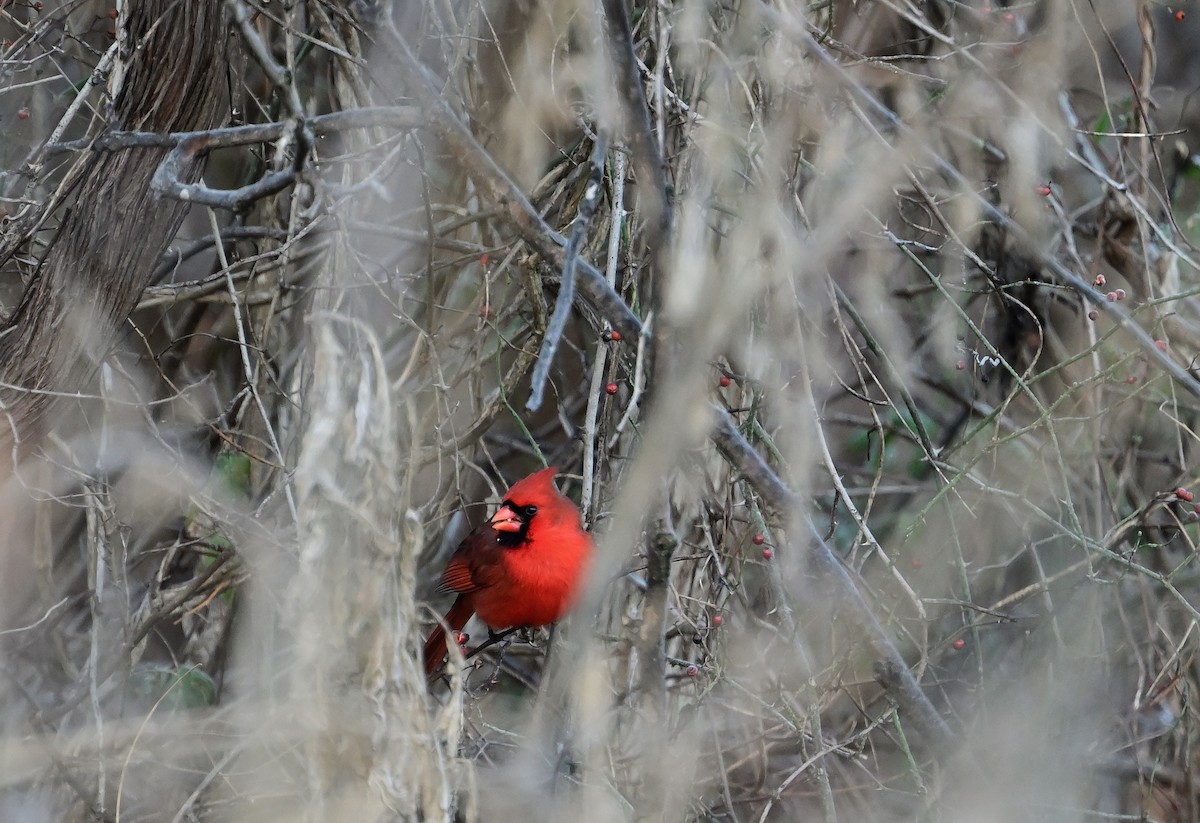 Northern Cardinal - ML646375397