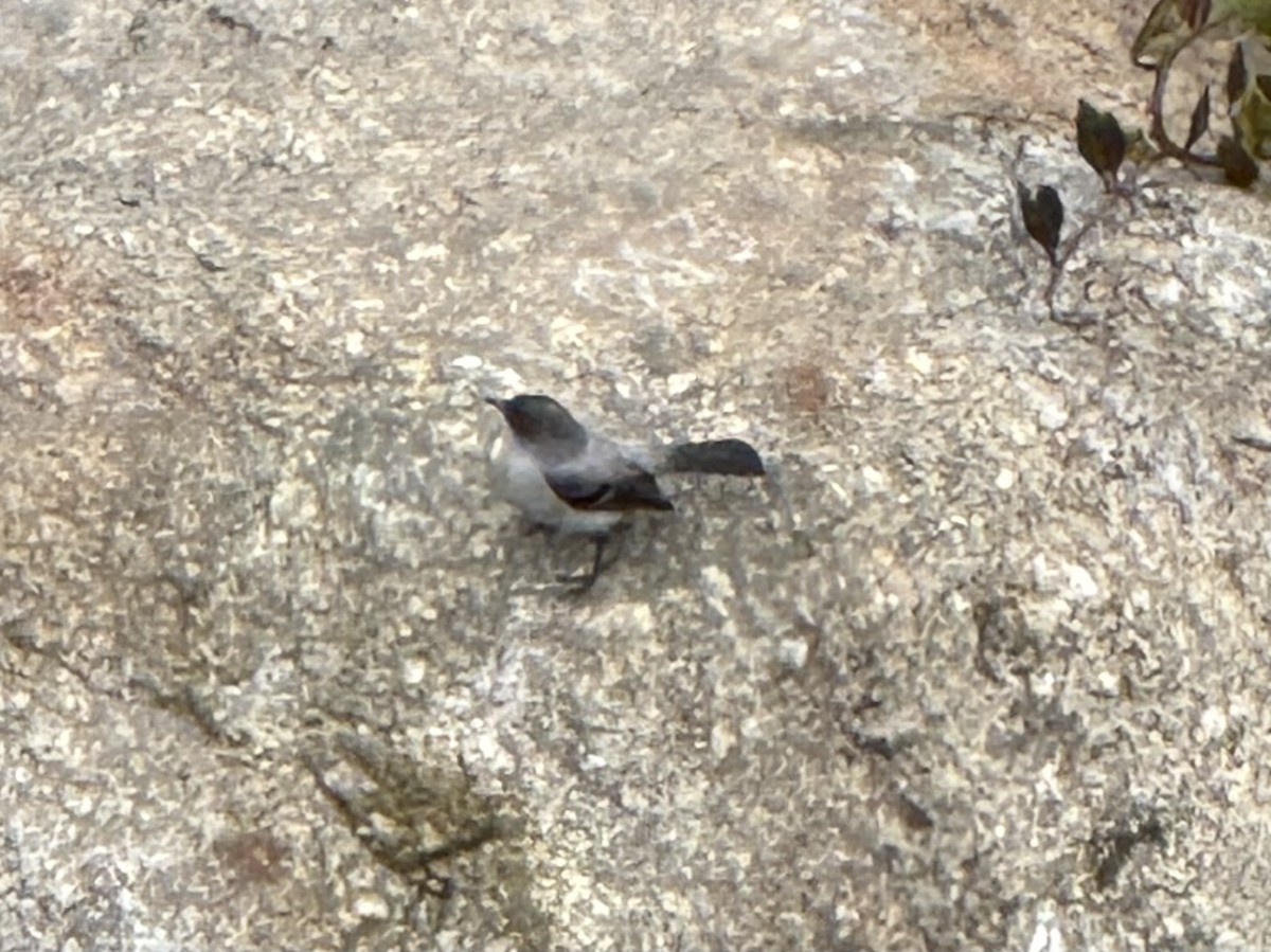 Torrent Tyrannulet - ML646375398