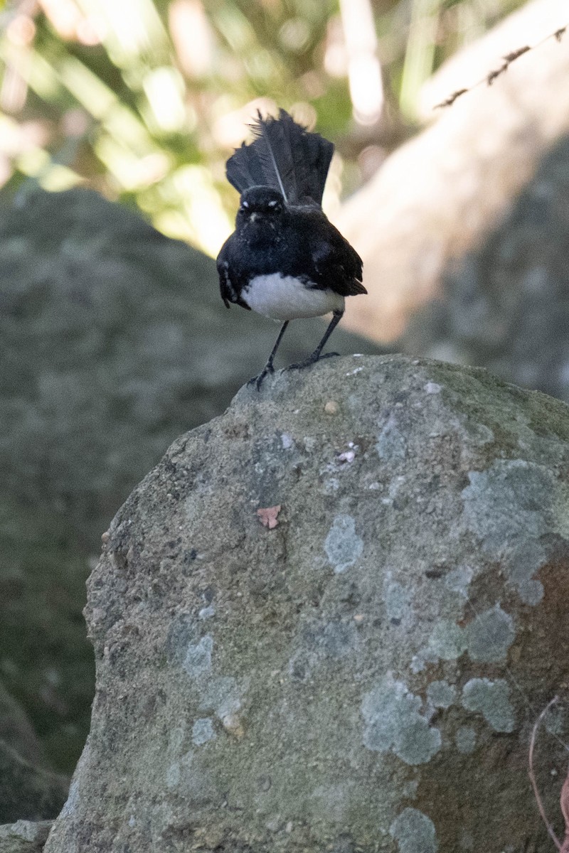 Willie-wagtail - ML646375400