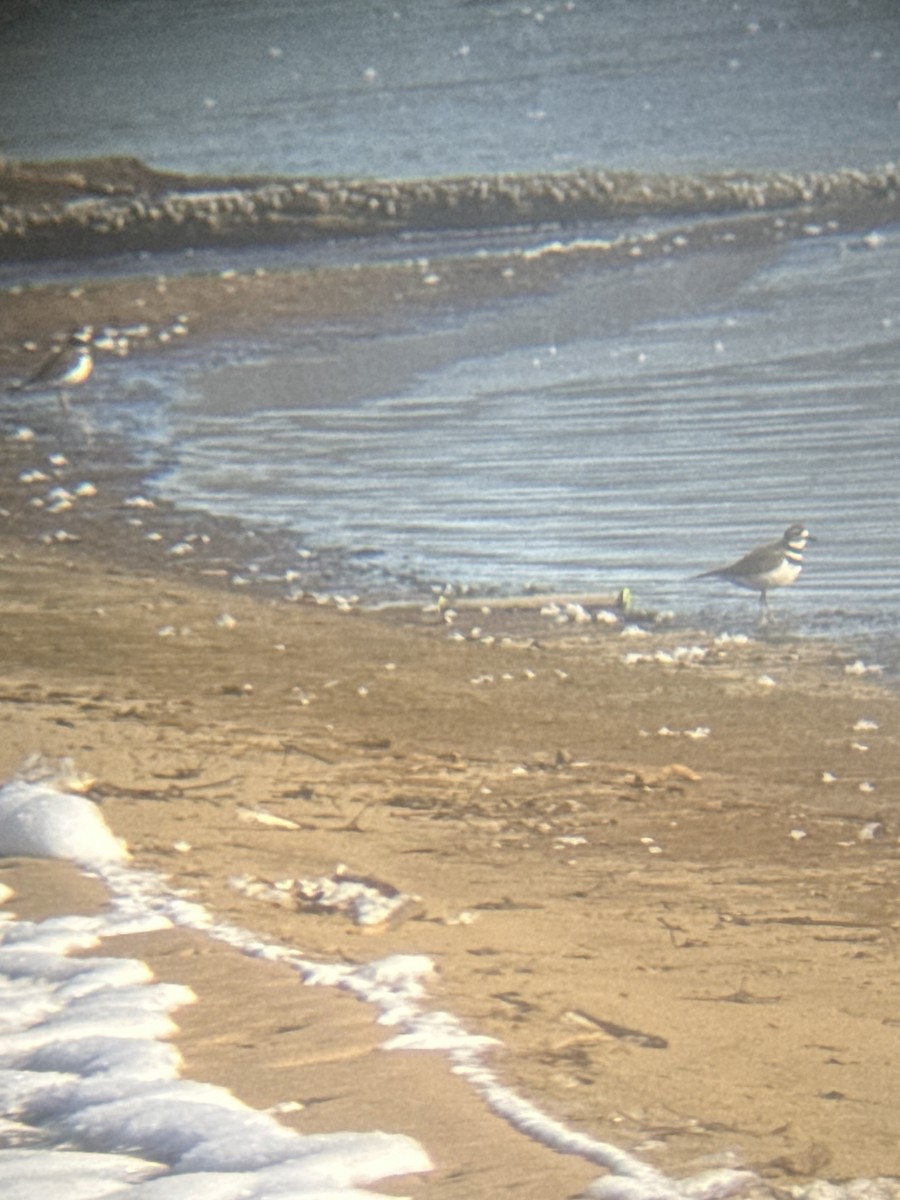 Killdeer - ML646375403