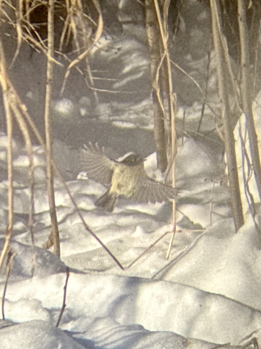 Ruby-crowned Kinglet - ML646375404